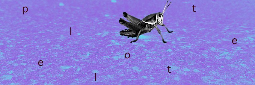 pellotte's profile banner image
