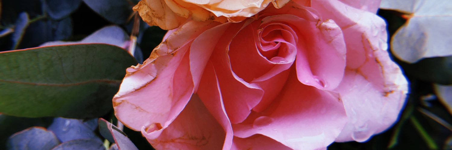 mausantosr's profile banner image