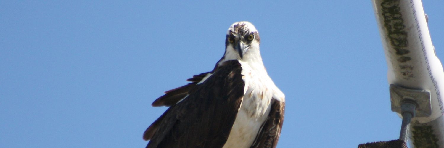 ForReal_Dabz's profile banner image