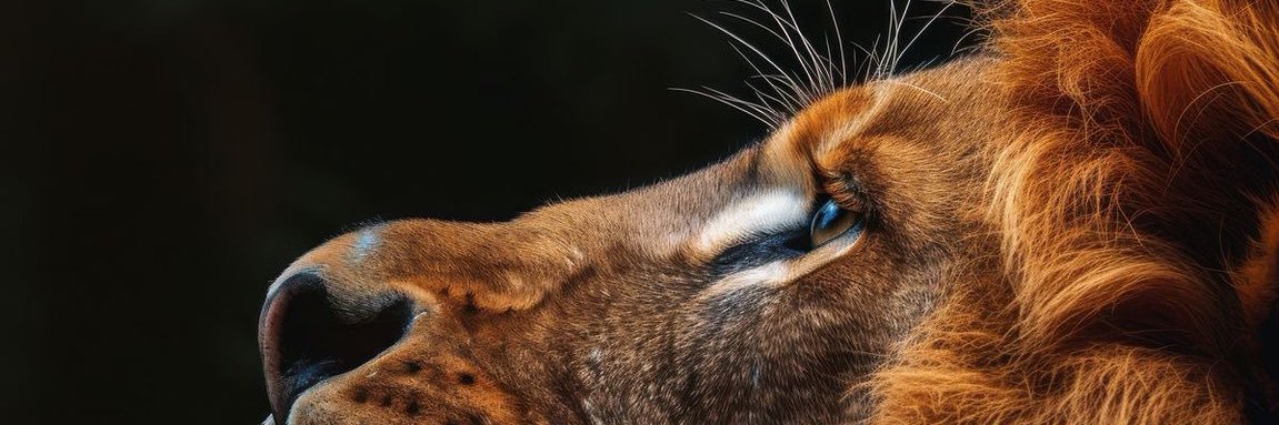 _andrrelopes's profile banner image
