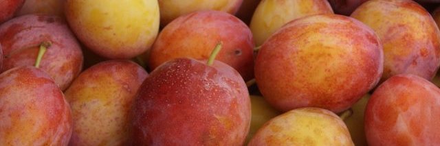 Kent Farmers Markets banner