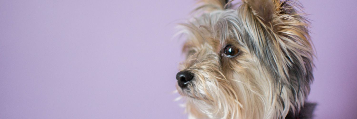 MyFluffyDay's profile banner image