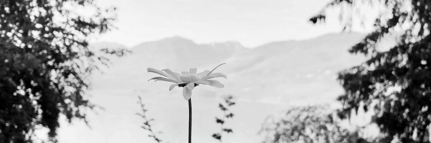 sunnybarrington's profile banner image