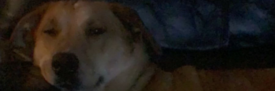 aly_webb19's profile banner image