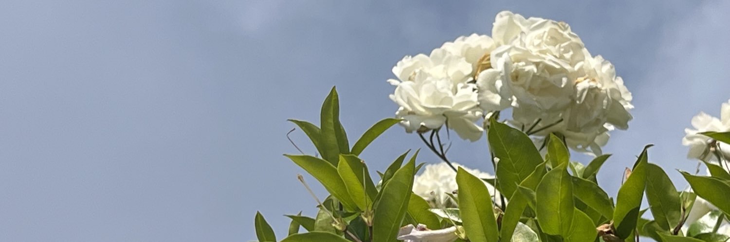 desstreaxo's profile banner image