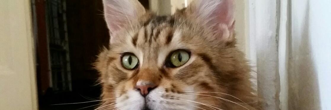 francesco daveri banner