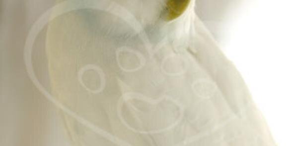 arabellacadena's profile banner image