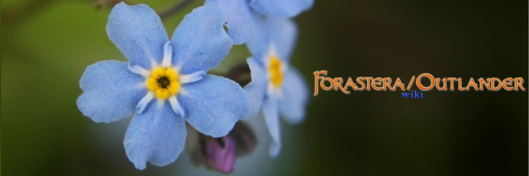 Wiki Forastera/Outlander en Español banner