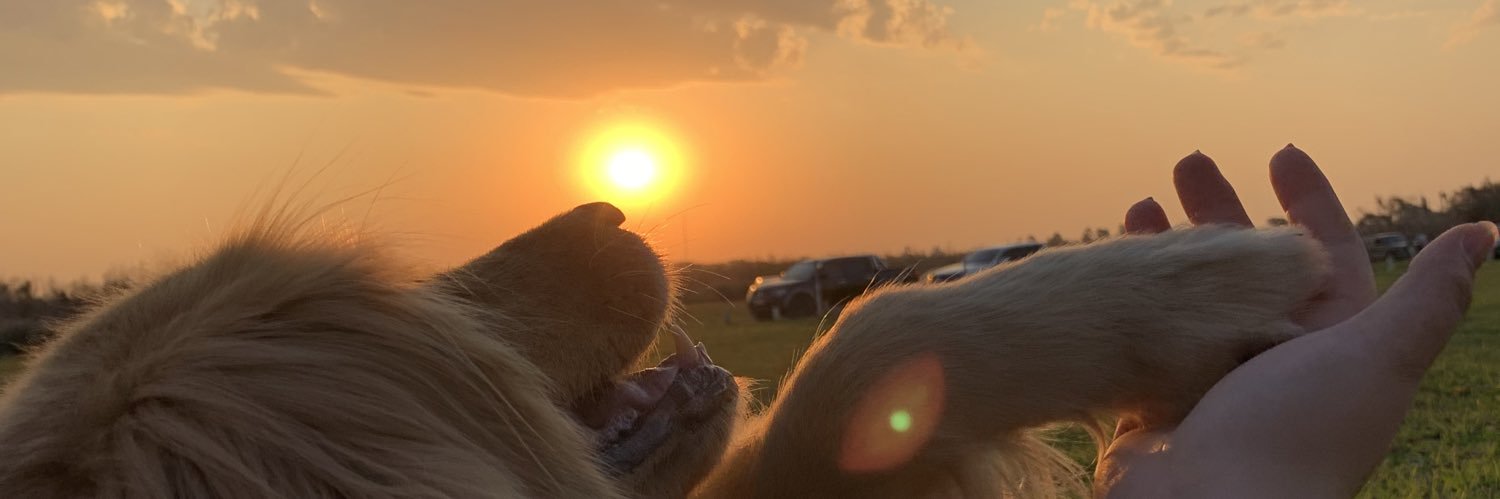 micagpineiro's profile banner image