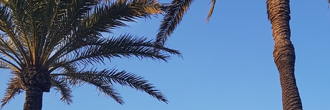 Nattca's profile banner image