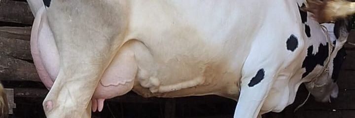 Juliusnjau6's profile banner image