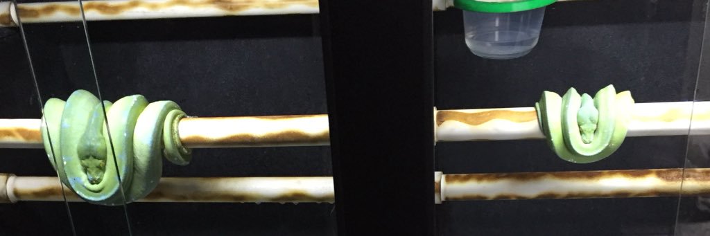 ToastyMugatu banner