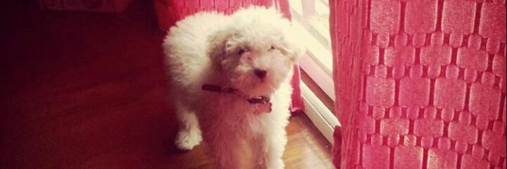 LoTaglia_'s profile banner image