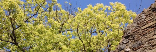 JeroFeno Profile Banner