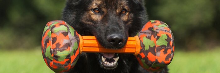 ProDogTraining2's profile banner image
