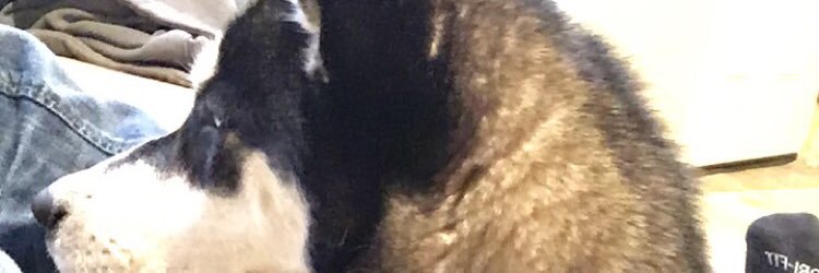 yee_dog's profile banner image