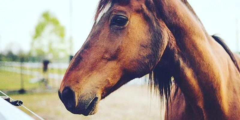 brandodlc's profile banner image