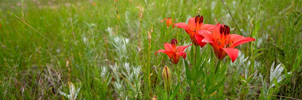 ABbiodiversity's profile banner image