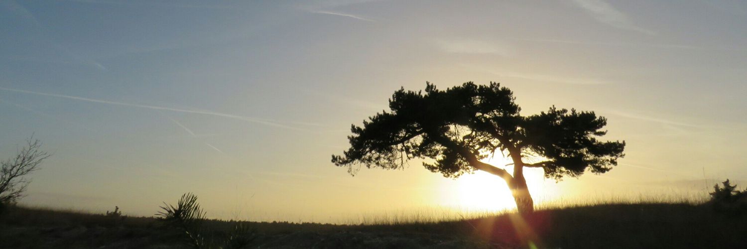 Reezigt1's profile banner image