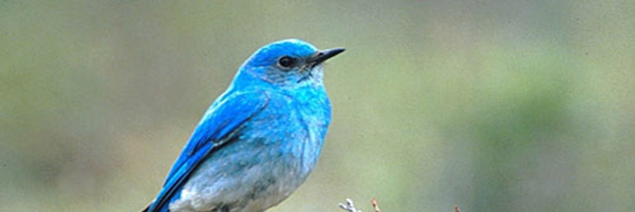 BlueBird12181's profile banner image
