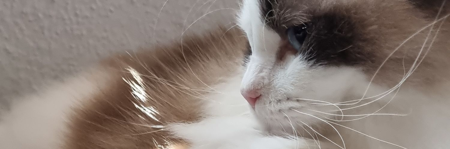 tinysnowkitty's profile banner image