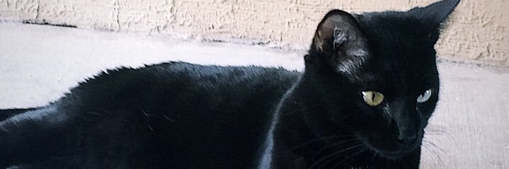 🖤 banner