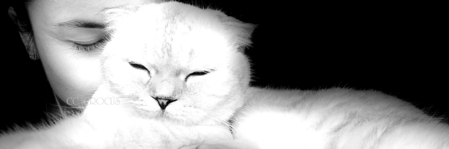 CC_CROCUS's profile banner image