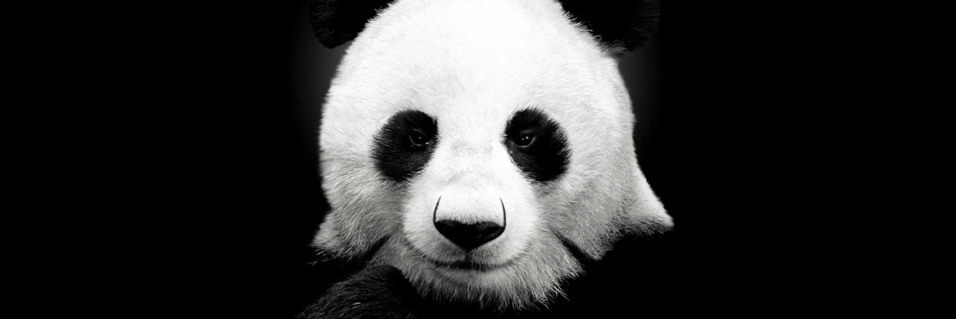 JustForPanda's profile banner image