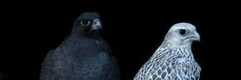 Rigo_1788's profile banner image