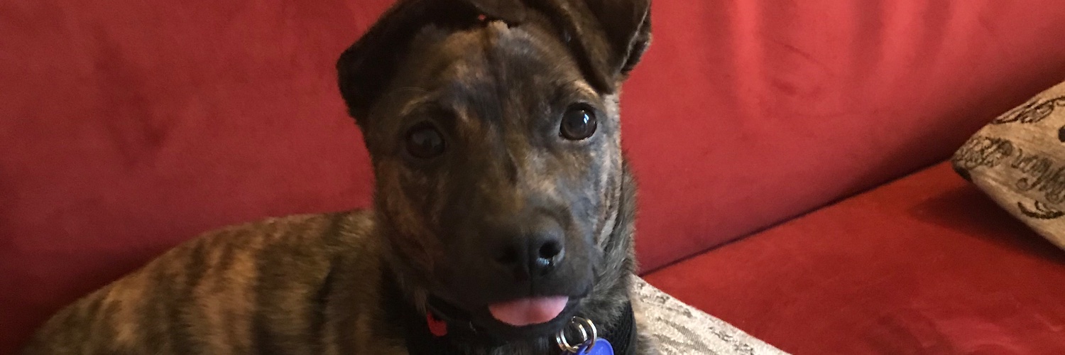 TheAdamBurger's profile banner image