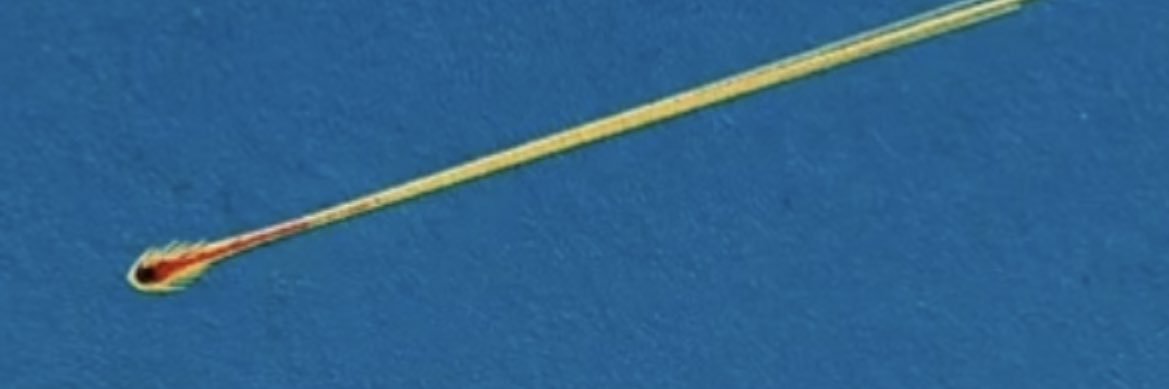 Elpanadechorrer's profile banner image