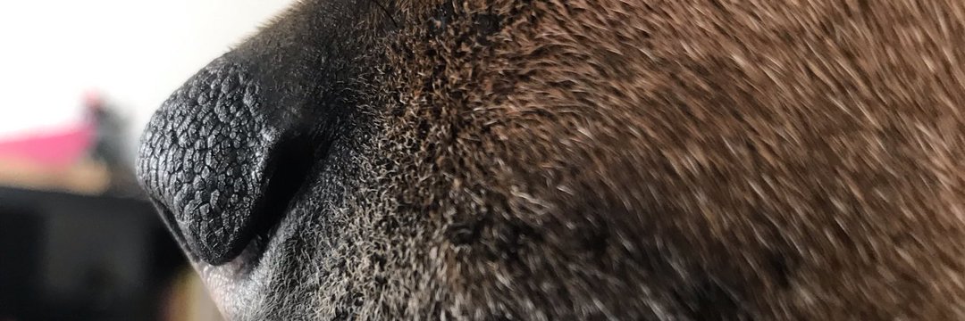 Hihaaa's profile banner image