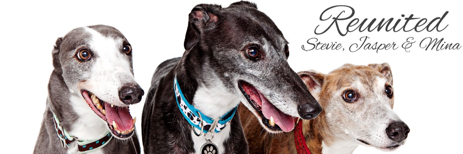 Jasperthehound's profile banner image