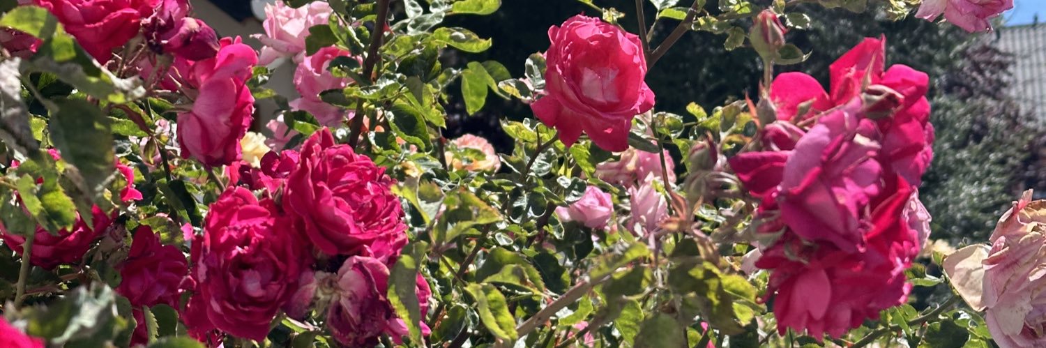izzy_segarra's profile banner image