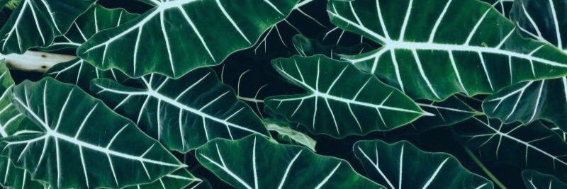 DanuAndreoli's profile banner image