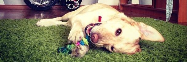 krasilnikova jr. banner