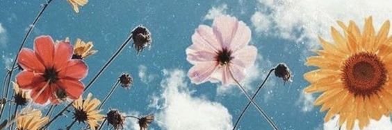 VaccariniVir's profile banner image