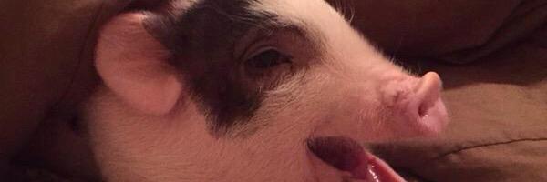 mikelinkyonkers's profile banner image