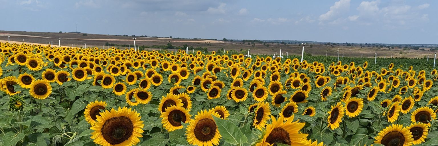 Am_yuli's profile banner image