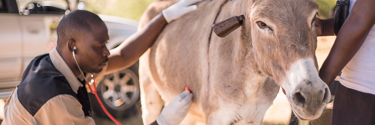 workinganimals_'s profile banner image