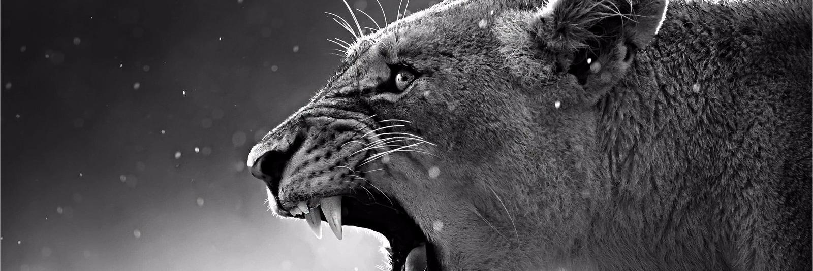 Little_Trini's profile banner image
