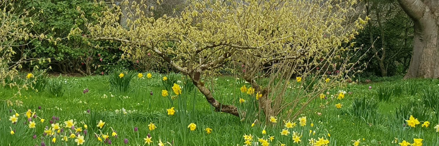 Liz 💙🐋🐝🌿🍄🌻🦆💚 banner