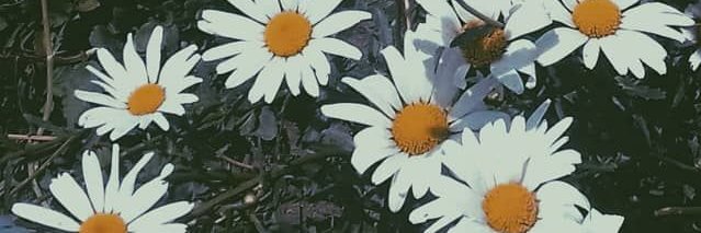 PlopaHoran's profile banner image