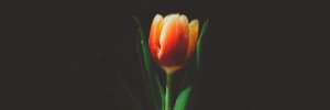 theDutchLetter's profile banner image