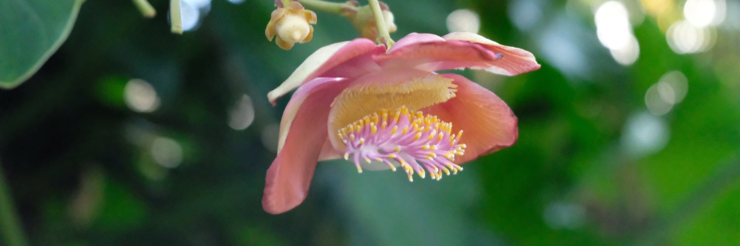 ace tilton ratcliff ♿️ banner