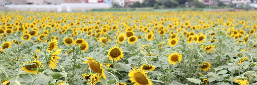 sunflower_258's profile banner image