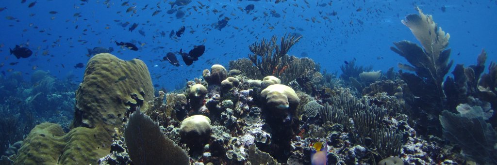 Aaron Hartmann banner