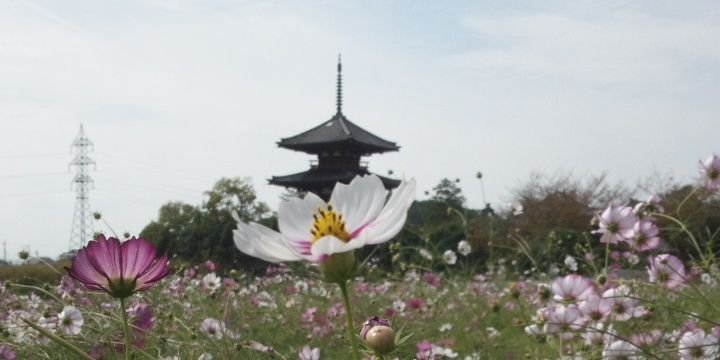 kake_t's profile banner image