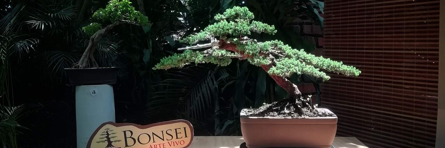 Bonsai Cali Colombia banner