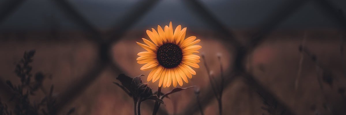 amanda_lemon's profile banner image